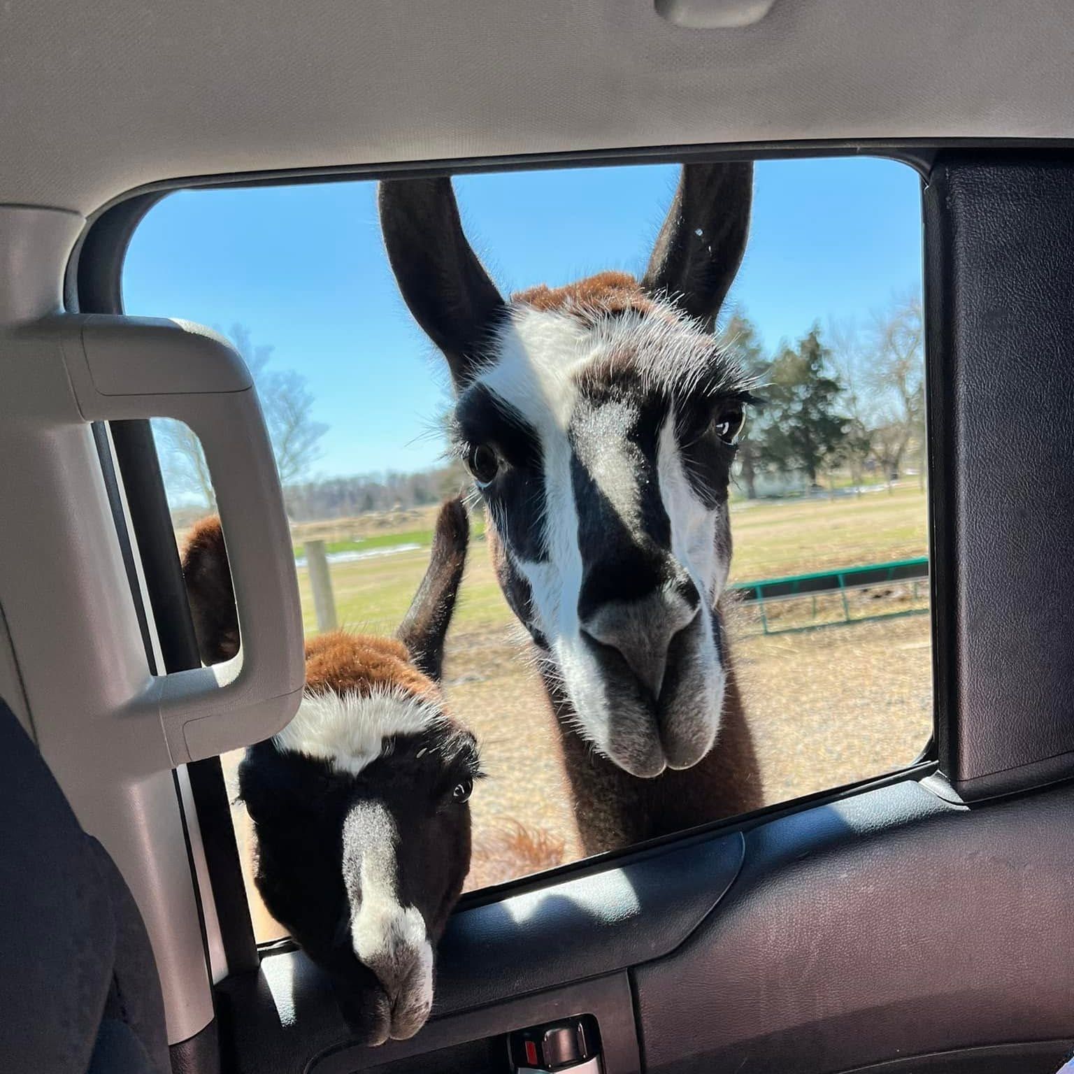 TN Safari Park IMAGE v2